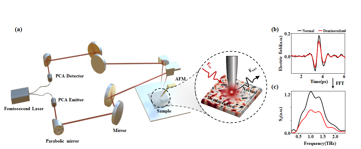 我司携手华西口腔解密牙齿脱矿机制，发表期刊Biomedical Optics Express